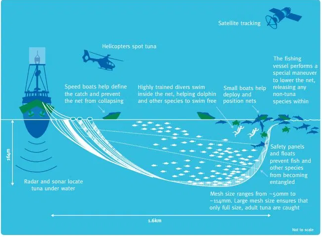 Release of dolphins from net