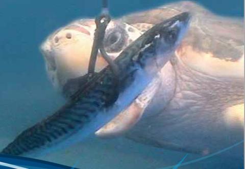 Turtle biting fish bait