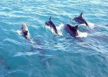 Dolphins