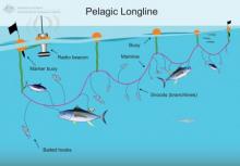 Pelagic longline configuration