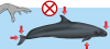 cetacean-small-handling